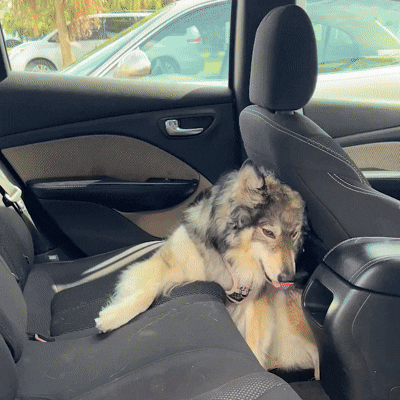 RuffRover 2.0™ - Hard Bottom Dog Car Seat Protector
